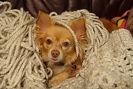 狗,寵物,動物