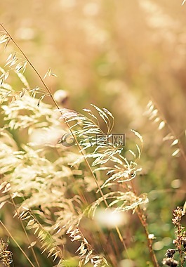 黃金,自然,植物