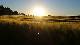 太陽,日落,字段