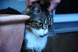 貓,國內(nèi)的貓,schmusekatze