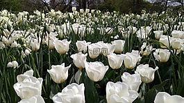 鮮花,郁金香,花園