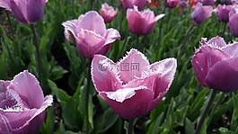鮮花,郁金香,花園