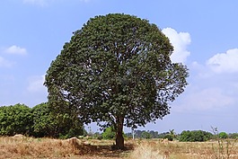芒果樹(shù),芒果,hirehonnehalli