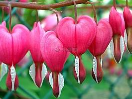 性質(zhì),花,葉子