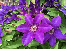 鐵線蓮,植物,花