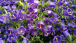 鮮花,風(fēng)鈴,花園