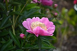 花,廠,牡丹