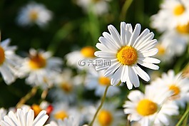 雛菊,白,花