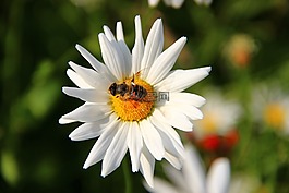 瑪格麗特,leucanthemum,復合材料