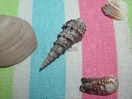 貽貝,殼,漂流物