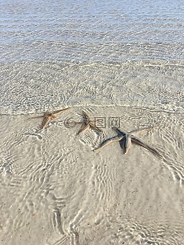 海生物,海上生活,星魚