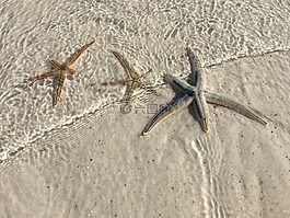 海生物,海上生活,星魚