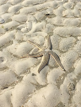 海生物,海上生活,星魚