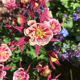 科倫,發(fā)威,花園