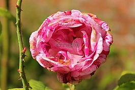 花,粉紅色,開花