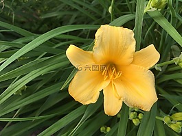 橙色莉莉,花園,花