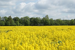 agrofirm,字段,景觀