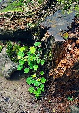 野兔三叶草,行李箱,宣传单张