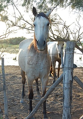 馬,卡馬爾格,動物