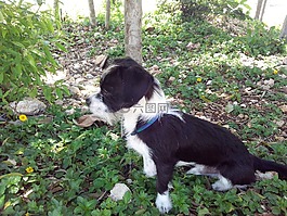 小狗,狗,動物