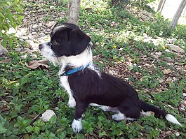 小狗,狗,動物