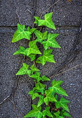 常春藤,植物,大自然