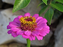 花,粉紅色,黃色