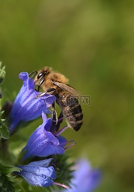 蜜蜂,開花,食品
