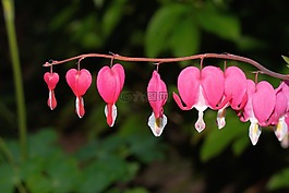 流血的心,雙色心花,開花