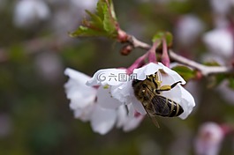 花,性质,在免费