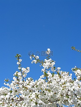 櫻花,天空,白