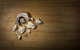 殼,蛤,珊瑚