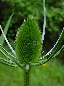 薊,綠色,植物