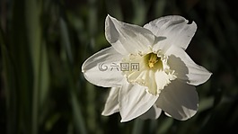 水仙,雪花,春天