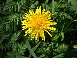 蒲公英,黃色,hundeblume