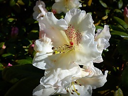 花,開花,杜鵑