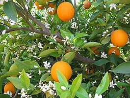 橙子,橘树,树