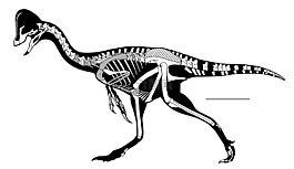oviraptorosaurian,骨架,恐龍