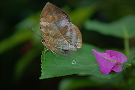 蝴蝶動物,綠色,葉