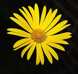 開(kāi)花,黃色,關(guān)閉