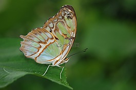 siproeta stelenes,孔雀石,动物