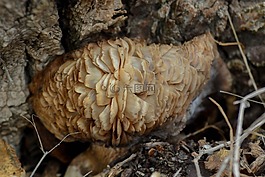 真菌,模,割樹