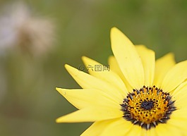 瑪格麗特,花,黃色