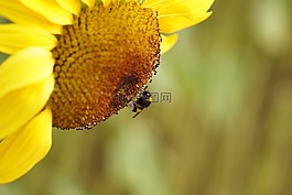 太陽花,黃色,蜜蜂