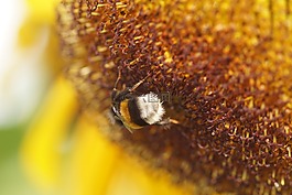 太陽(yáng)花,蜜蜂,黃色