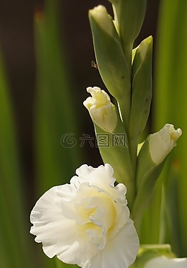 嬌琴紗,白,花