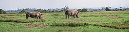 全景,犀牛,對