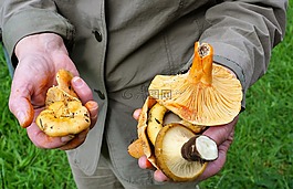 蘑菇,素食,吃
