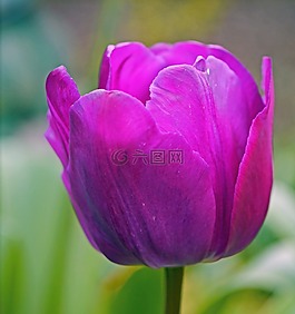 郁金香,拉維奧萊塔,開花