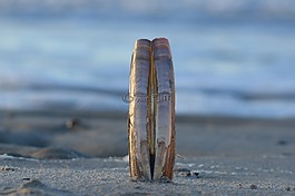 海,海灘,貝殼